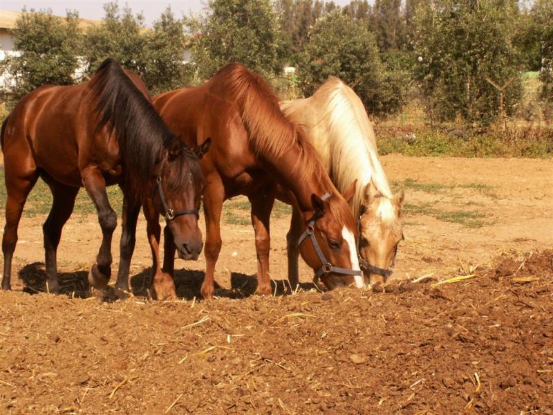 פנסיון סוסים בחוות עליזה