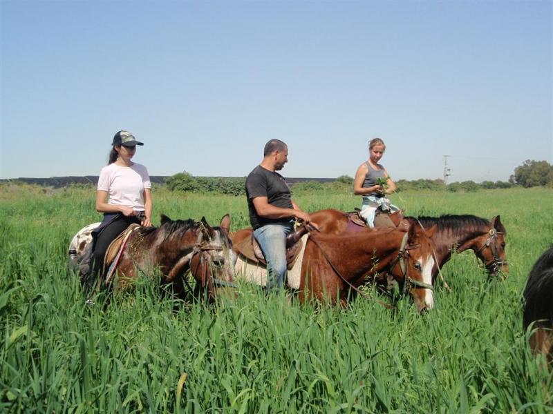פנסיון סוסים וטיולי רכיבה – כל מה שצריך לדעת