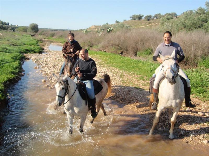 טיולי סוסים במרכז הארץ – המדריך המלא לחוות עליזה
